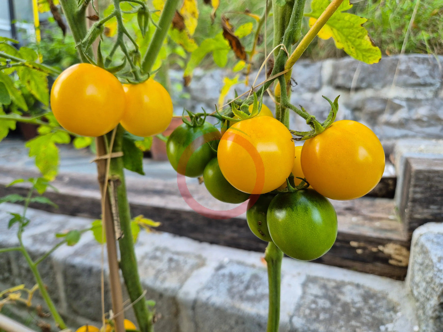 Livingston Gold Ball DER TOMATENFLÜSTERER