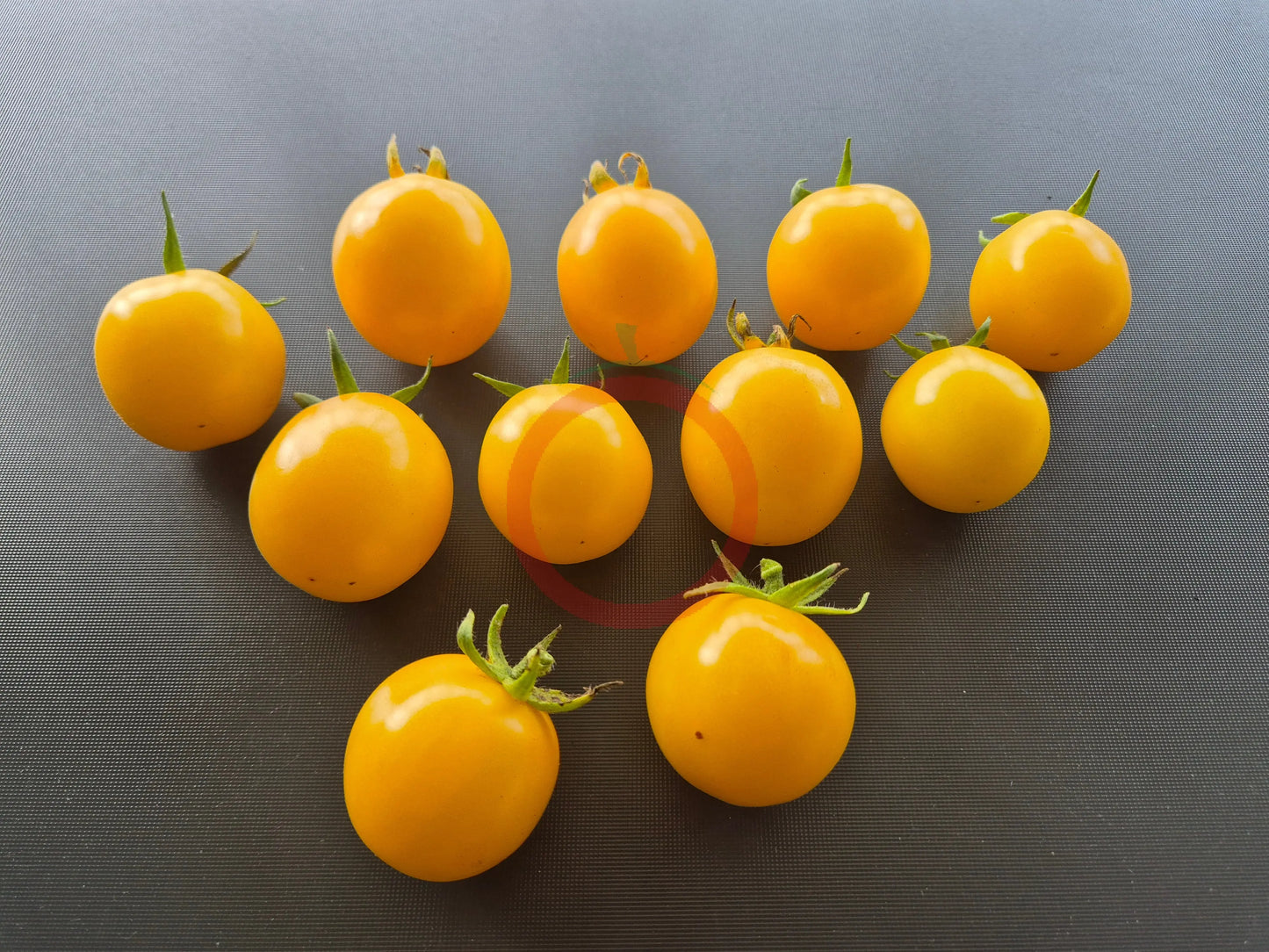Livingston Gold Ball DER TOMATENFLÜSTERER