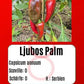 Ljubo's Palm DER TOMATENFLÜSTERER