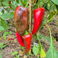 Ljubo's Palm DER TOMATENFLÜSTERER