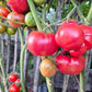 Lloyd E. Frey DER TOMATENFLÜSTERER