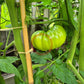 Lloyd E. Frey DER TOMATENFLÜSTERER