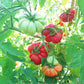Loka DER TOMATENFLÜSTERER
