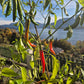 Lombok DER TOMATENFLÜSTERER