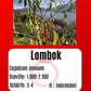 Lombok DER TOMATENFLÜSTERER