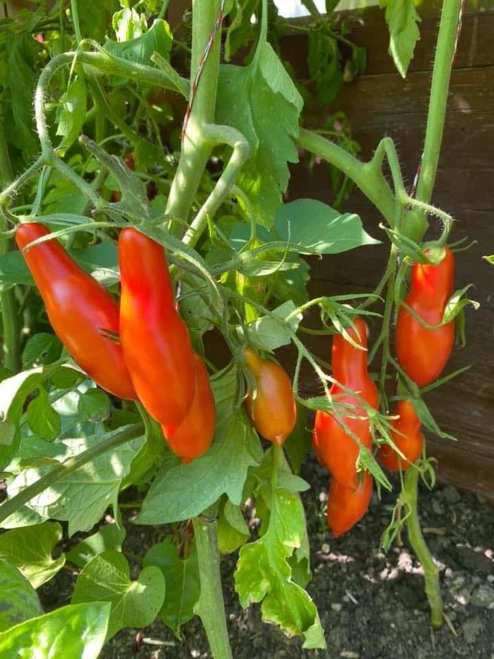 Long John DER TOMATENFLÜSTERER