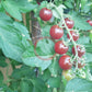 Lost Marbles DER TOMATENFLÜSTERER