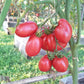 Löwenherz DER TOMATENFLÜSTERER