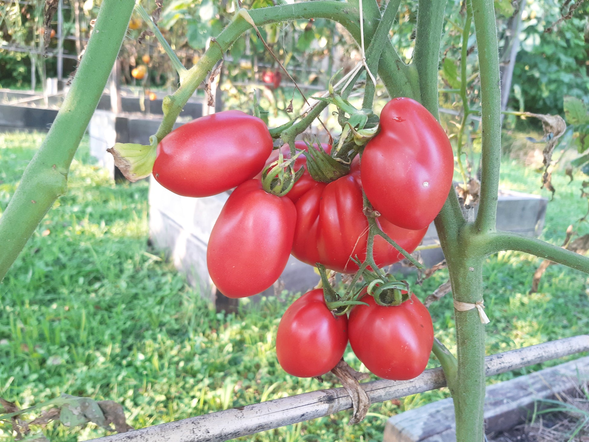 Löwenherz DER TOMATENFLÜSTERER