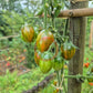 Lucky Tiger DER TOMATENFLÜSTERER