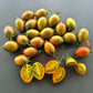 Lucky Tiger DER TOMATENFLÜSTERER