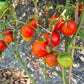 Lukullus DER TOMATENFLÜSTERER