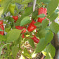 Lunchbox Red DER TOMATENFLÜSTERER