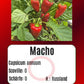 Macho DER TOMATENFLÜSTERER