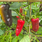 Macho DER TOMATENFLÜSTERER