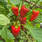 Macho DER TOMATENFLÜSTERER