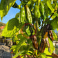 Machu Picchu DER TOMATENFLÜSTERER