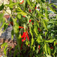 Macska Piros DER TOMATENFLÜSTERER
