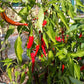 Macska Piros DER TOMATENFLÜSTERER