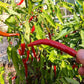 Macska Piros DER TOMATENFLÜSTERER