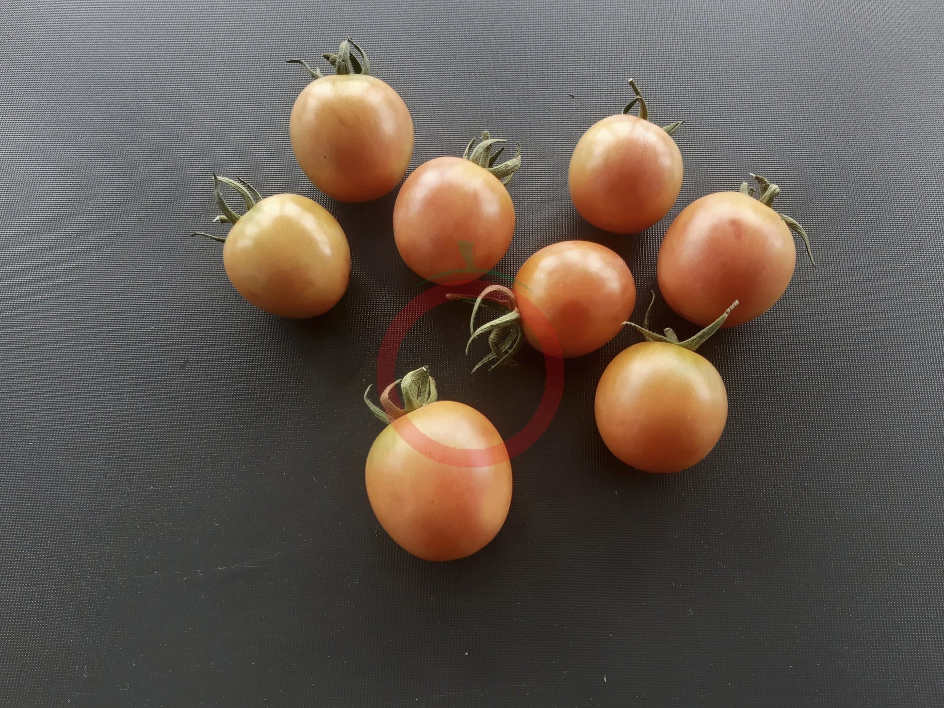 Madagascar DER TOMATENFLÜSTERER