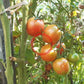 Madagascar DER TOMATENFLÜSTERER