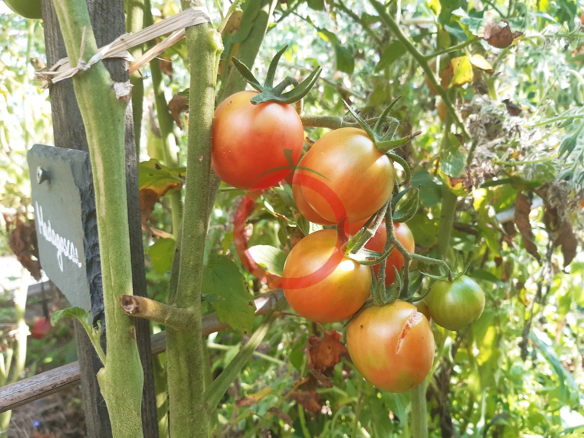 Madagascar DER TOMATENFLÜSTERER