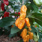 Madame Jeanette DER TOMATENFLÜSTERER