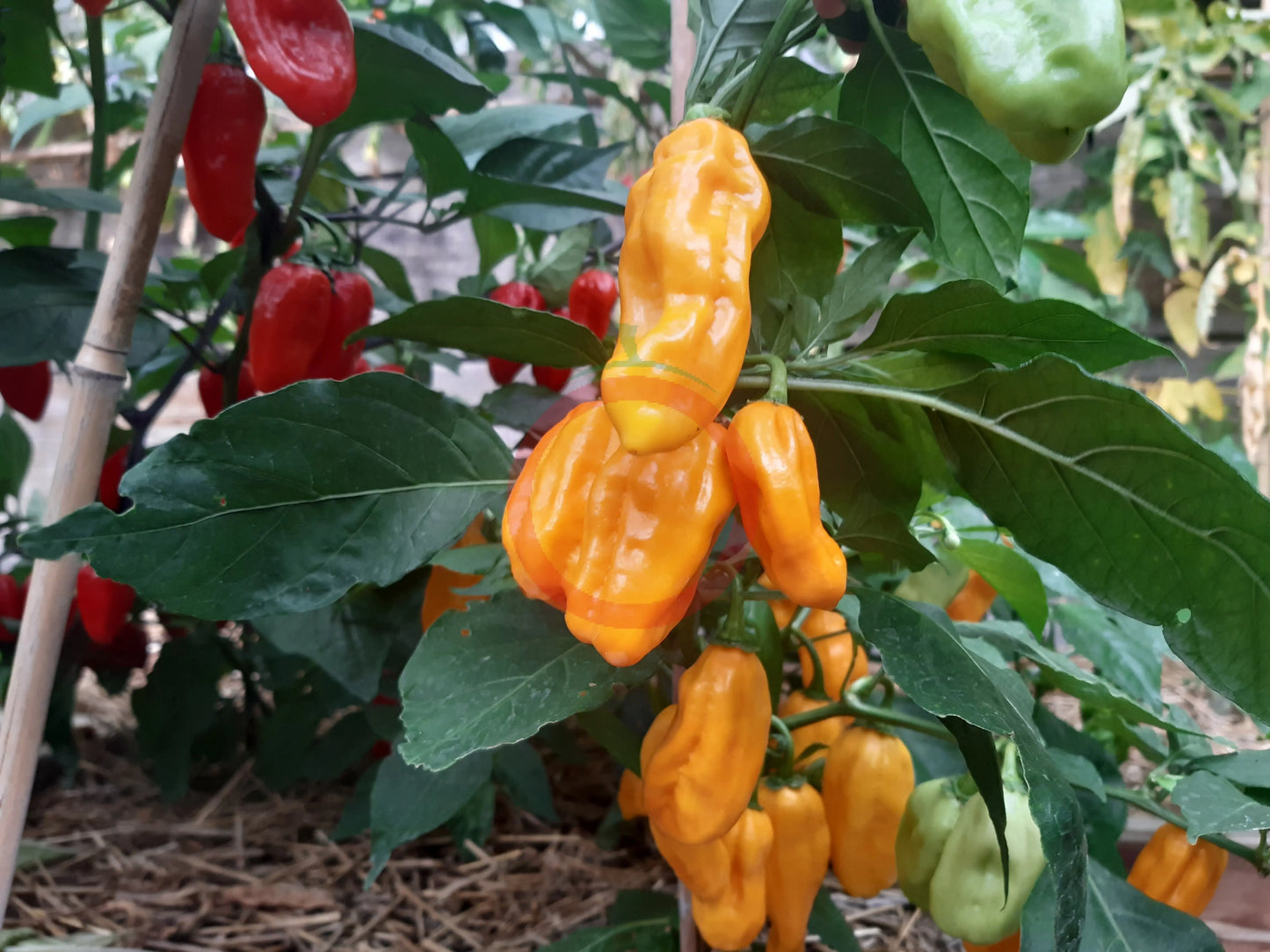 Madame Jeanette DER TOMATENFLÜSTERER