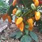 Madame Jeanette DER TOMATENFLÜSTERER