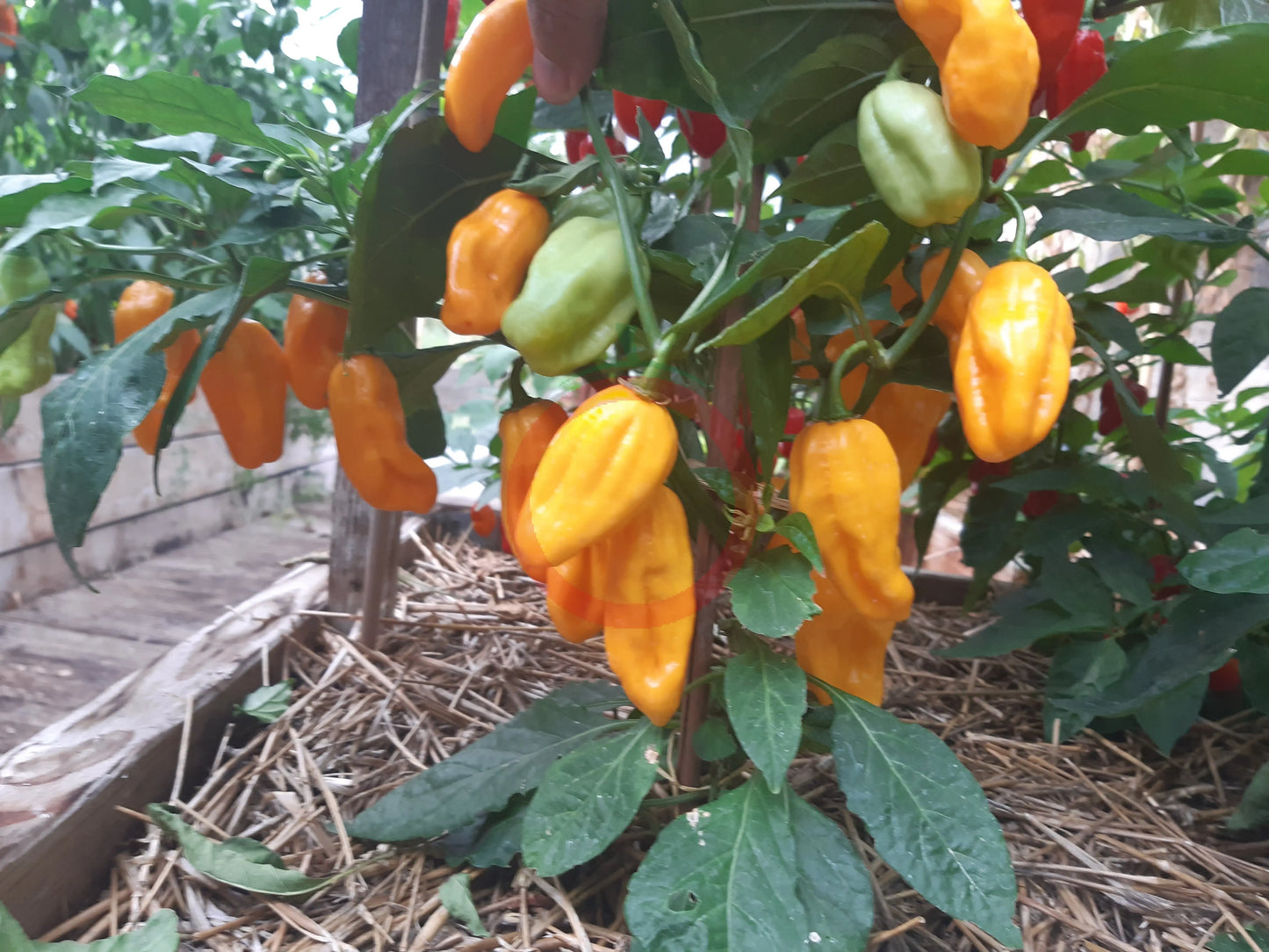 Madame Jeanette DER TOMATENFLÜSTERER