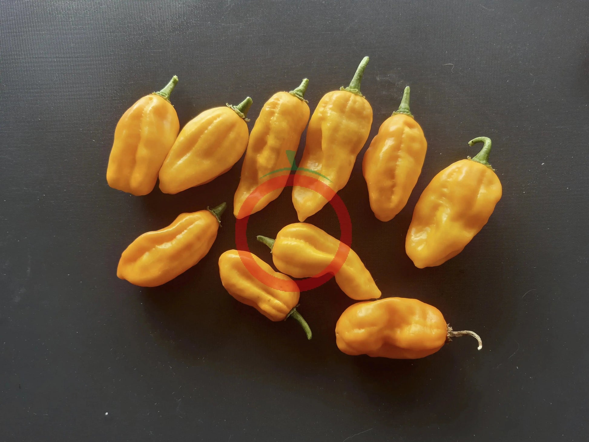 Madame Jeanette DER TOMATENFLÜSTERER