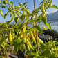 Madre Vieja DER TOMATENFLÜSTERER