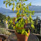 Madre Vieja DER TOMATENFLÜSTERER
