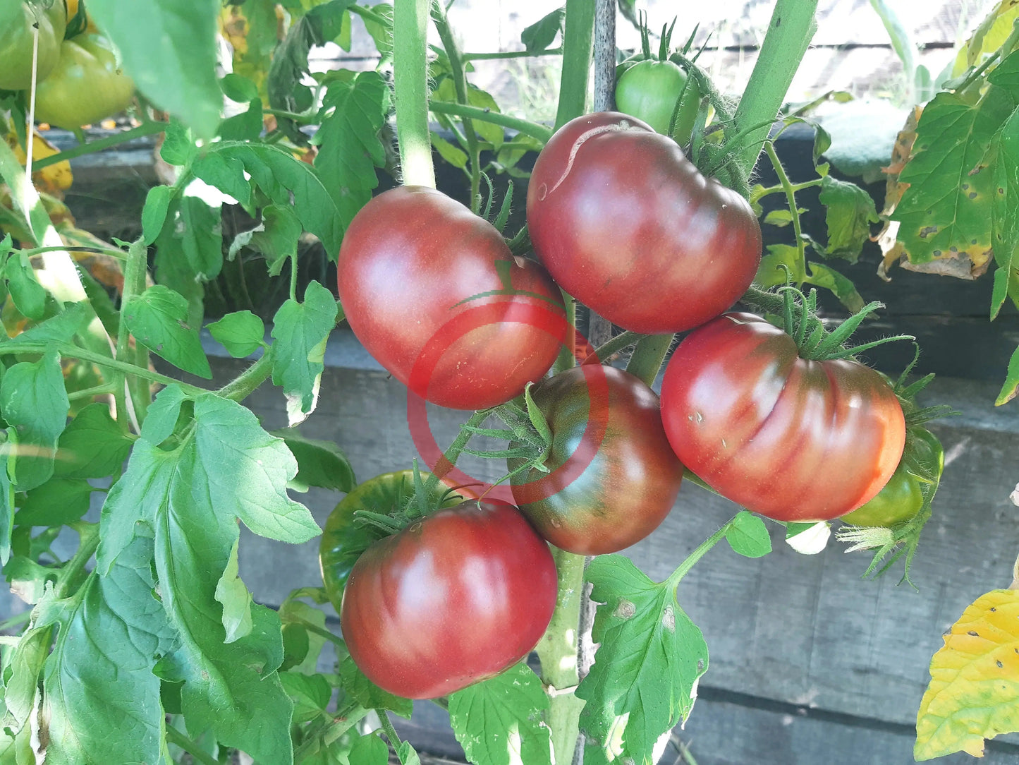Magali Braun DER TOMATENFLÜSTERER