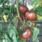 Magali Braun DER TOMATENFLÜSTERER