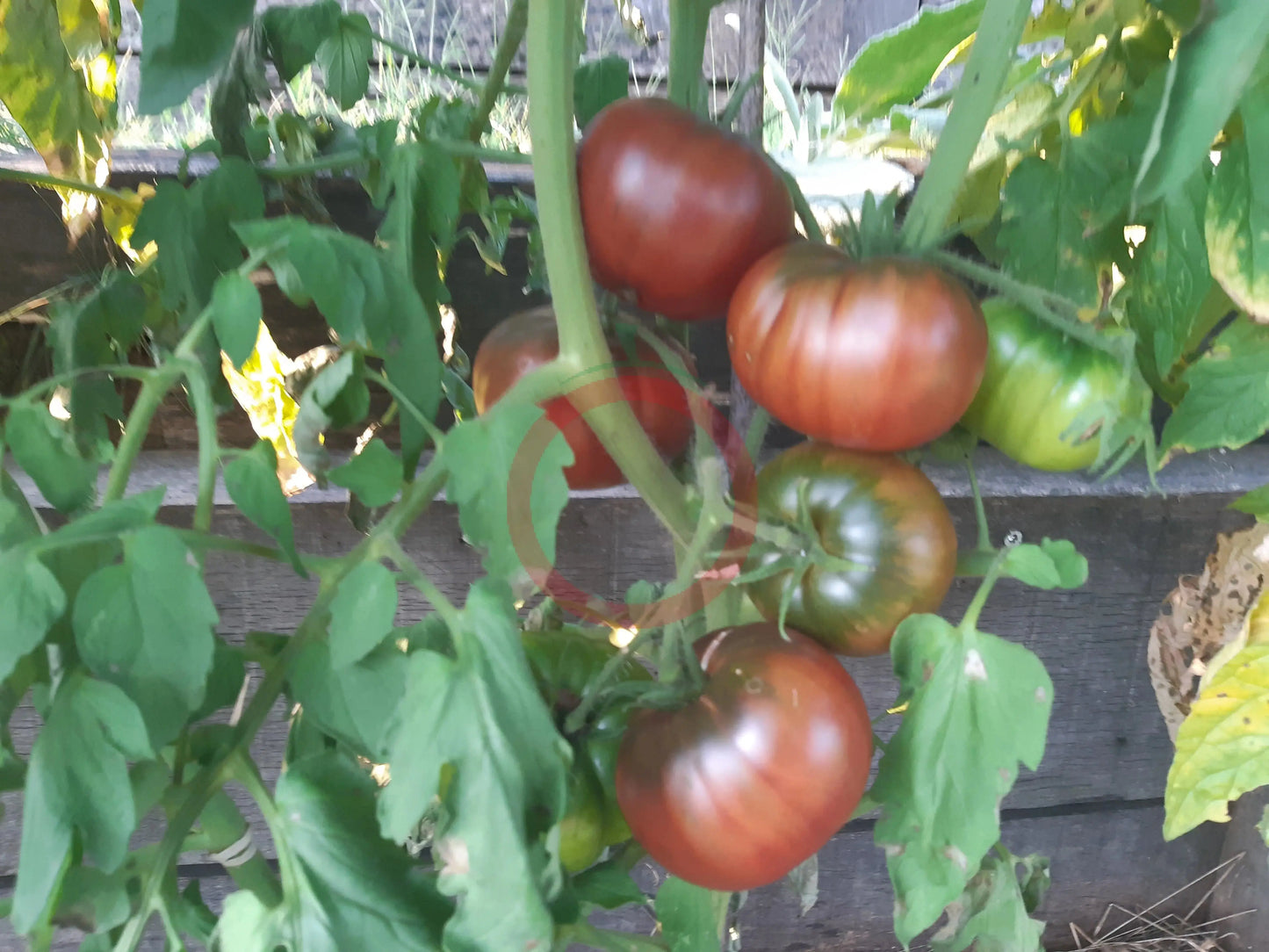 Magali Braun DER TOMATENFLÜSTERER