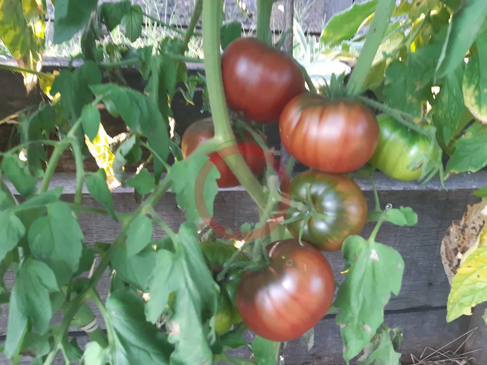Magali Braun DER TOMATENFLÜSTERER