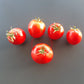 Maghrebi DER TOMATENFLÜSTERER