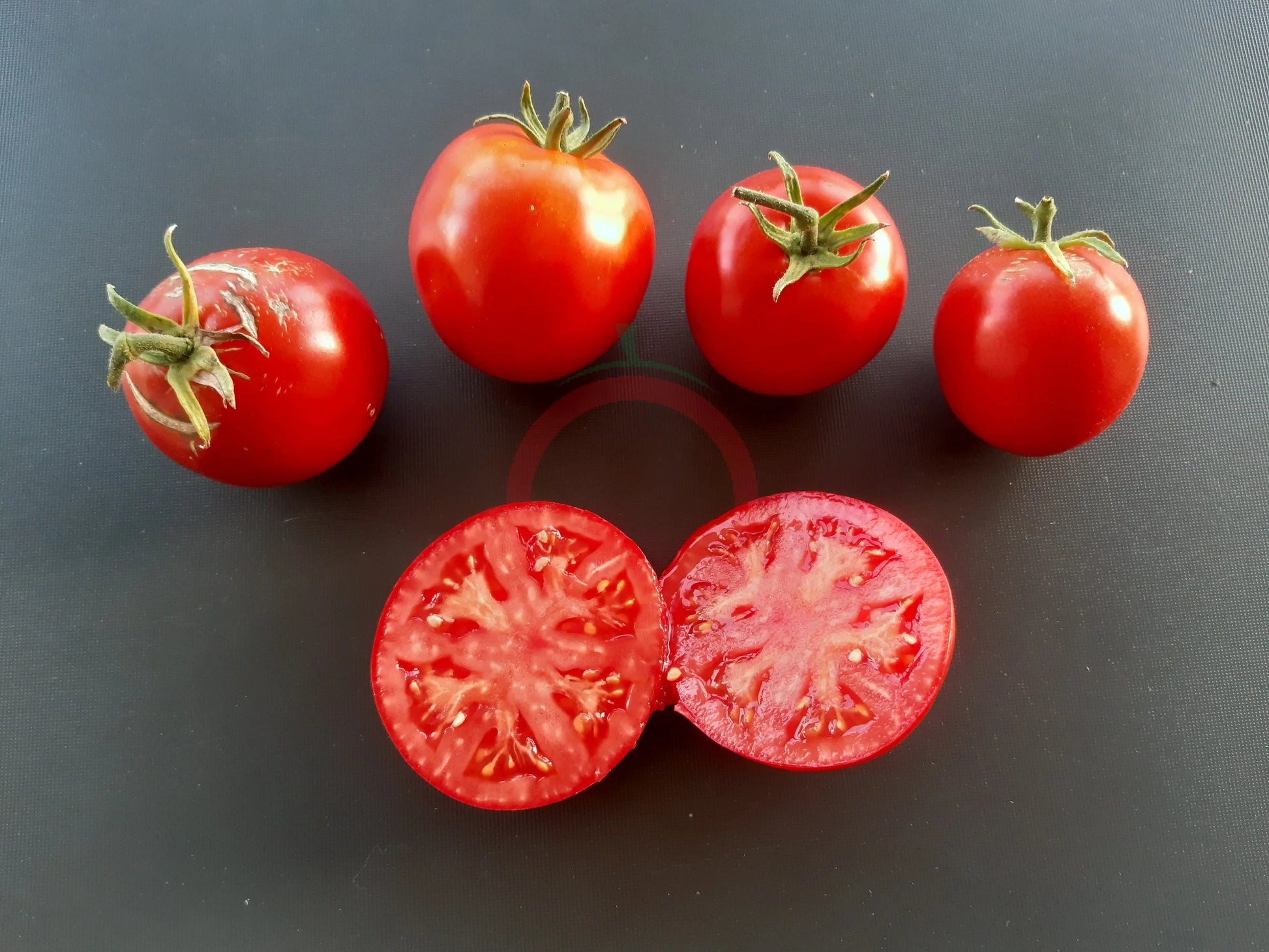 Maghrebi DER TOMATENFLÜSTERER
