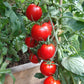 Maghrebi DER TOMATENFLÜSTERER
