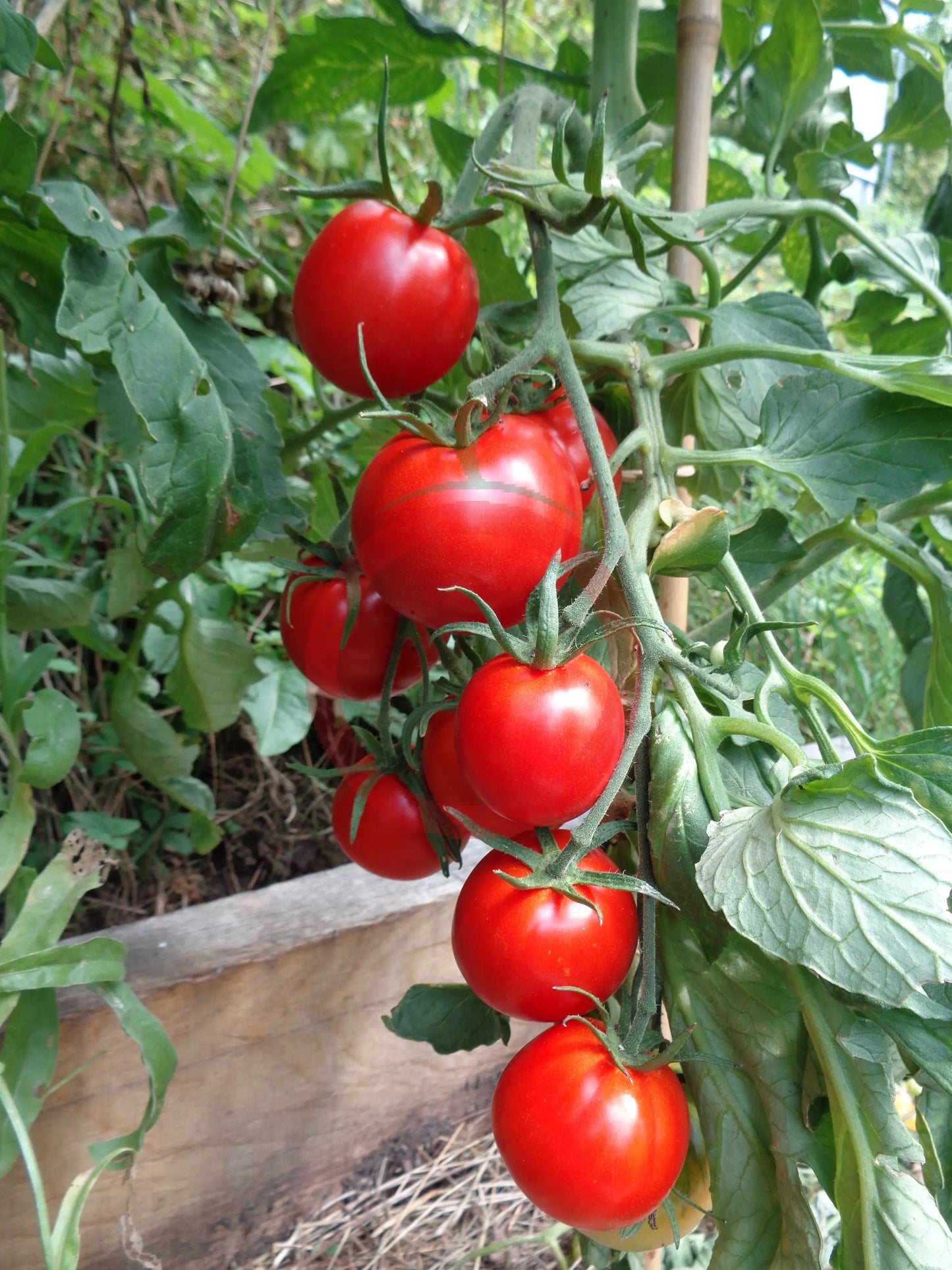 Maghrebi DER TOMATENFLÜSTERER