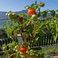 Maja DER TOMATENFLÜSTERER