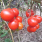 Maja DER TOMATENFLÜSTERER