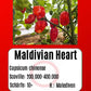 Maldivian Heart DER TOMATENFLÜSTERER