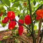 Maldivian Heart DER TOMATENFLÜSTERER