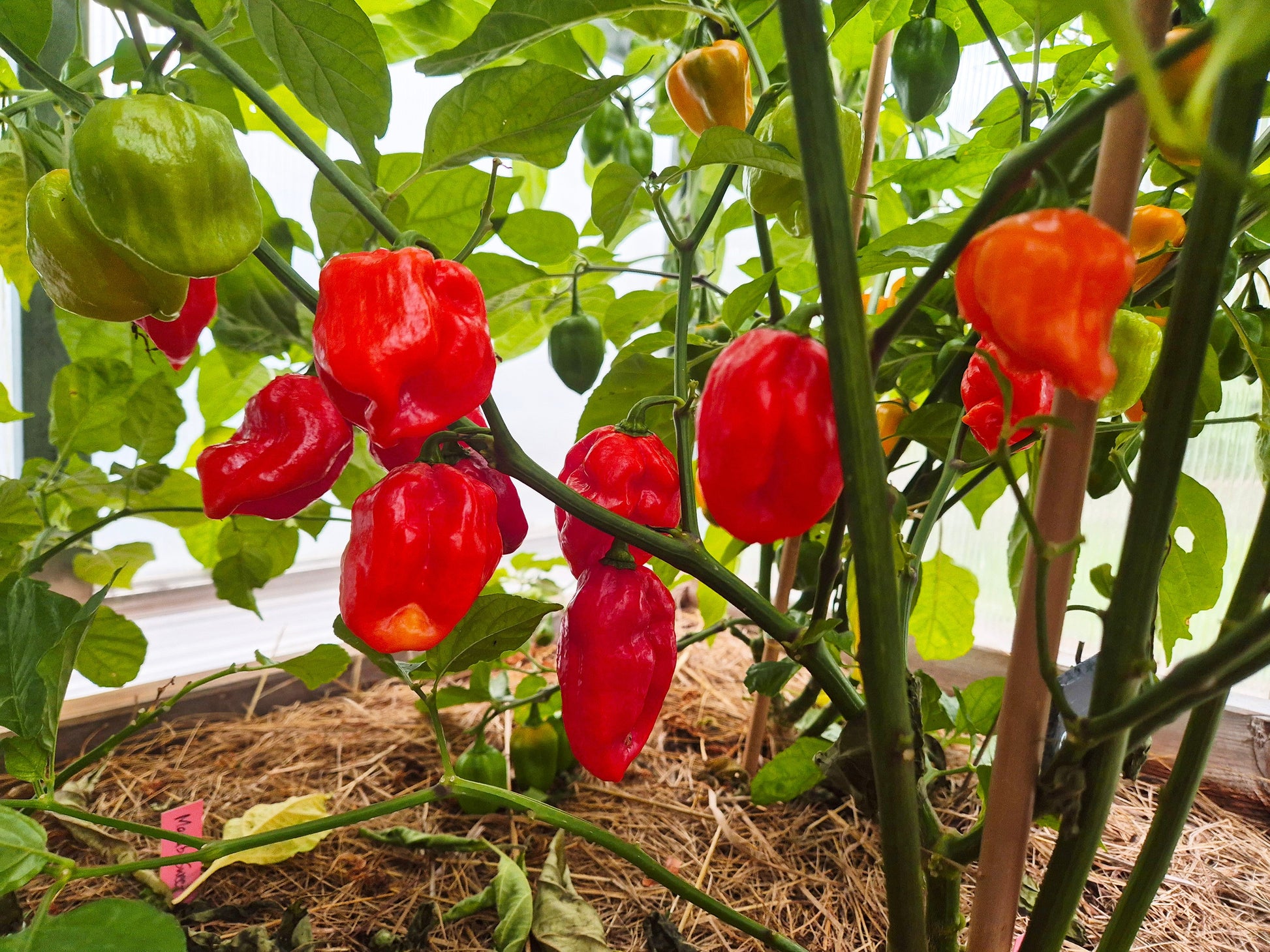 Maldivian Heart DER TOMATENFLÜSTERER