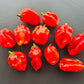 Maldivian Heart DER TOMATENFLÜSTERER