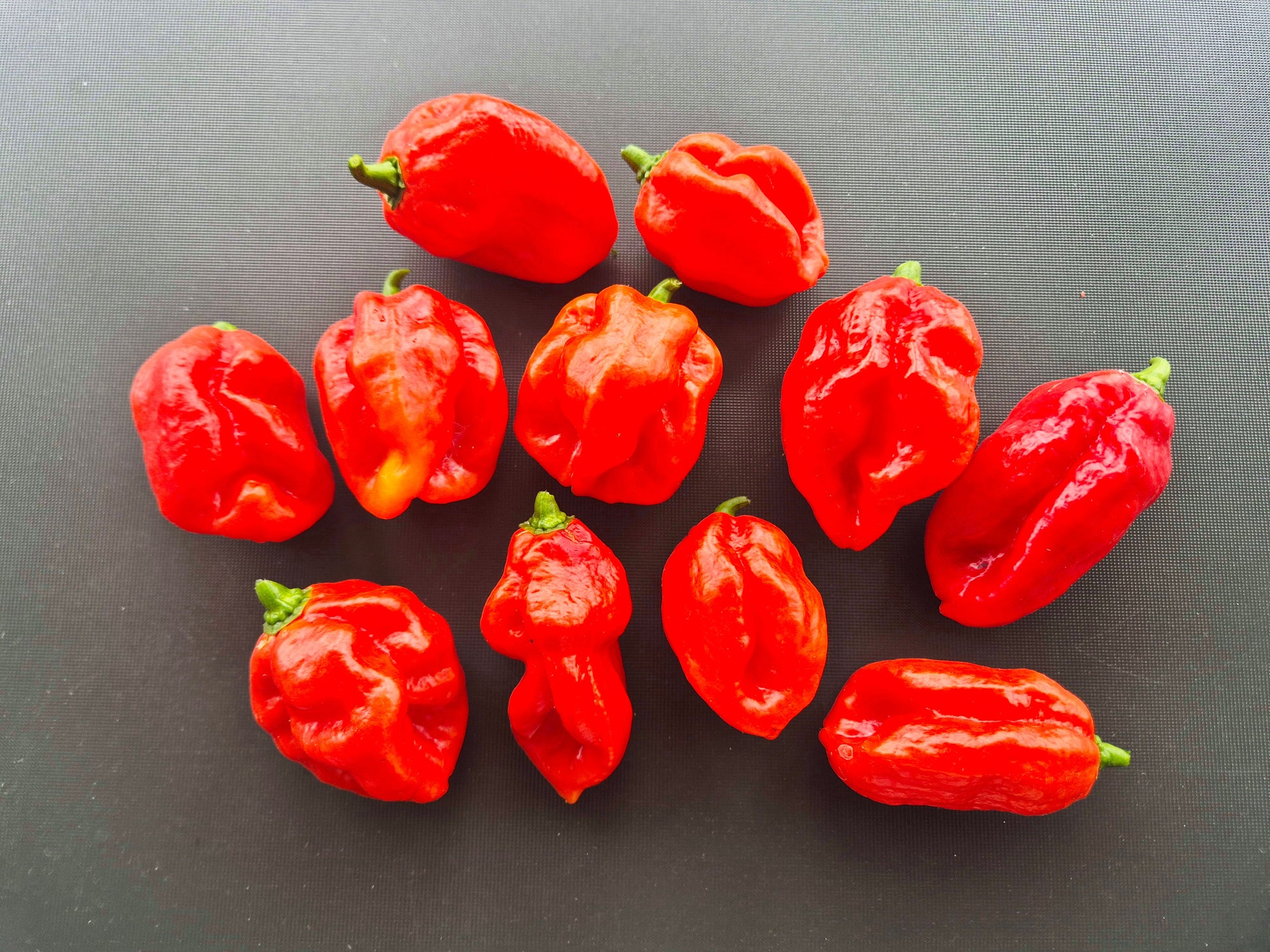 Maldivian Heart DER TOMATENFLÜSTERER