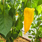 Mammoth Tusks Yellow DER TOMATENFLÜSTERER